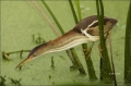 Least-Bittern;Florida;Southeast-USA;Bittern;Ixobrychus-exilis;Everglades;one-ani